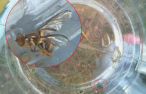 Inset of fruit fly captured in SnapTrap. Image taken with TrapCam