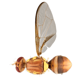 <em>Bactrocera aquilonis</em>