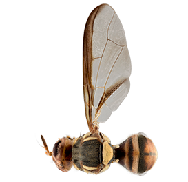 <em>Bactrocera bryoniae</em>