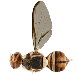 <em>Bactrocera carambolae</em>