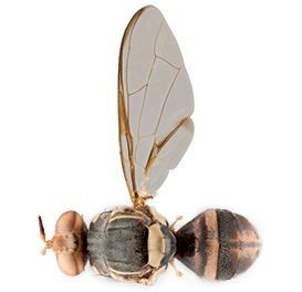 <em>Bactrocera caryeae</em>