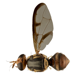 <em>Bactrocera curvipennis</em>