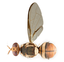 <em>Bactrocera dorsalis</em>