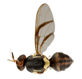 <em>Bactrocera frauenfeldi</em>