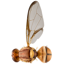 <em>Bactrocera jarvisi</em>