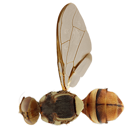 <em>Bactrocera kandiensis</em>