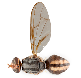 <em>Bactrocera kirki</em>