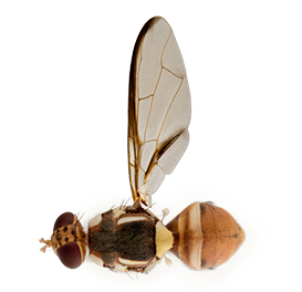 <em>Bactrocera musae</em>