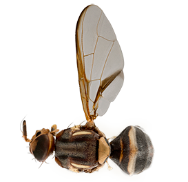 <em>Bactrocera neohumeralis</em>