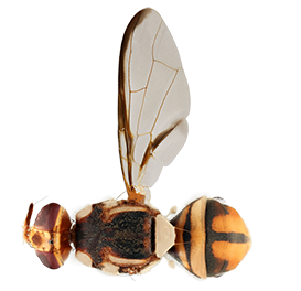 <em>Bactrocera occipitalis</em>