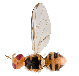 <em>Bactrocera oleae</em>