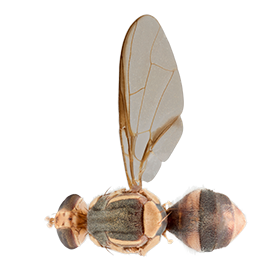 <em>Bactrocera trivialis</em>