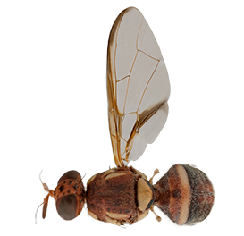 <em>Bactrocera tryoni</em>