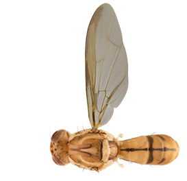 <em>Bactrocera tsuneonis</em>