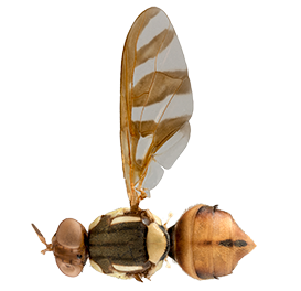 <em>Bactrocera umbrosa</em>