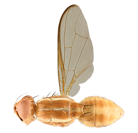 <em>Bactrocera xanthodes</em>