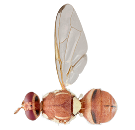 <em>Bactrocera zonata</em>