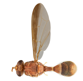 <em>Dacus longicornis</em>