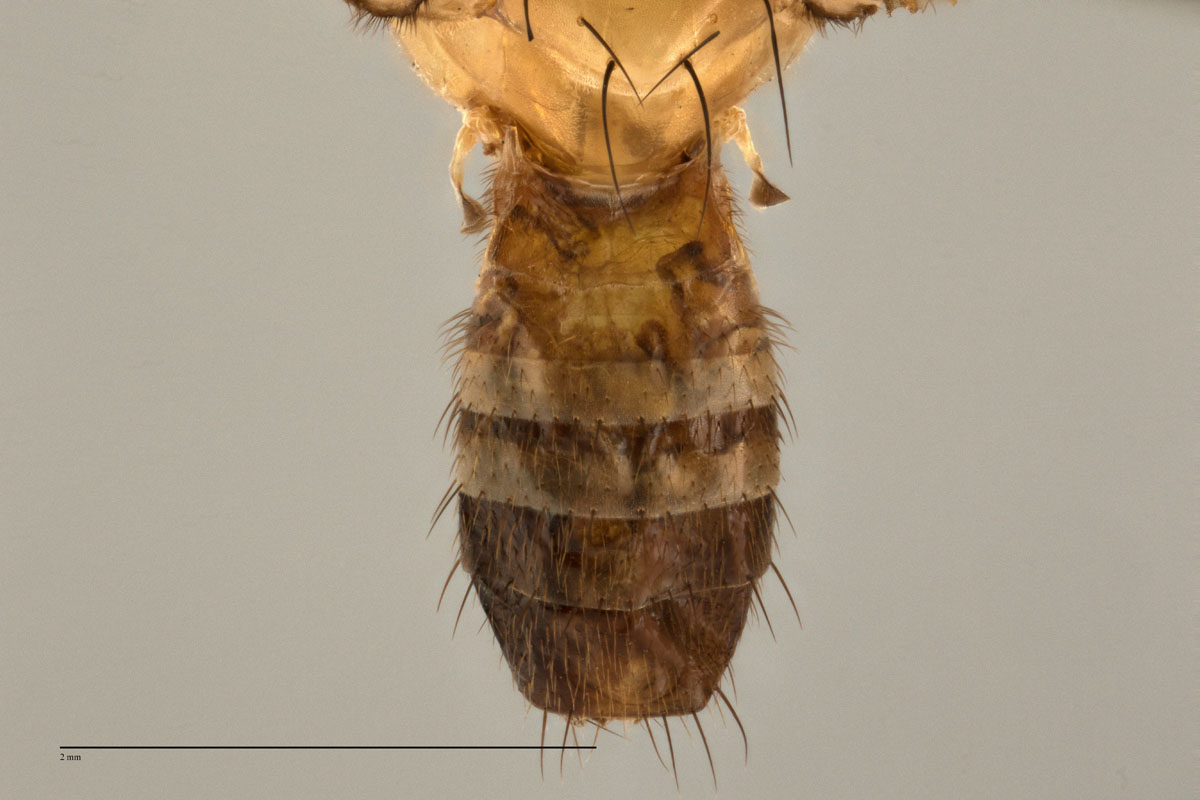 Dirioxa pornia - Fruit Fly ID Australia