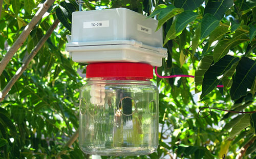 Fruit Fly Traps, Fruit Fly Control