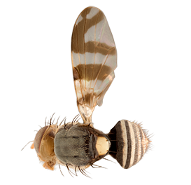 <em>Rhagoletis cingulata</em>