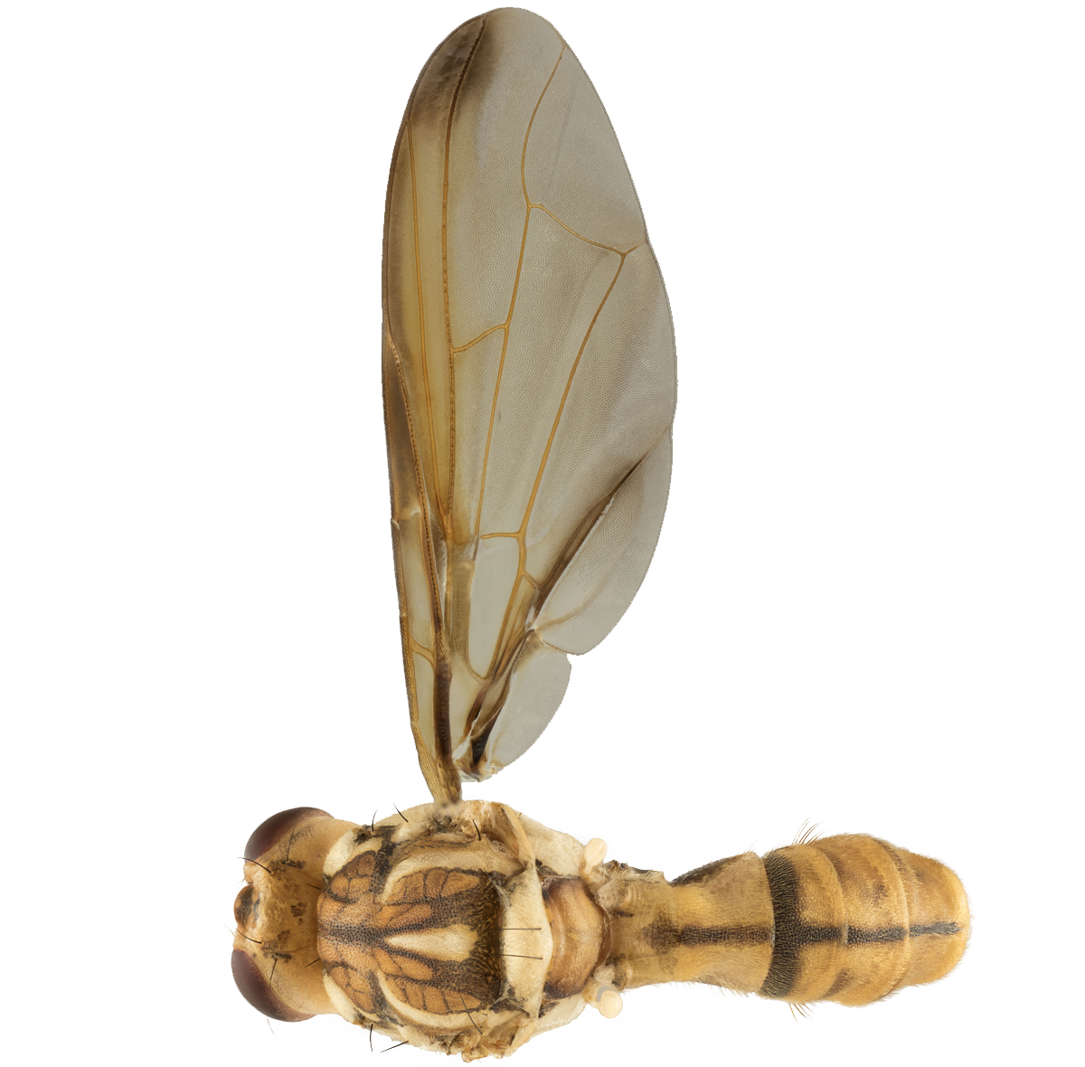 Fruit Fly