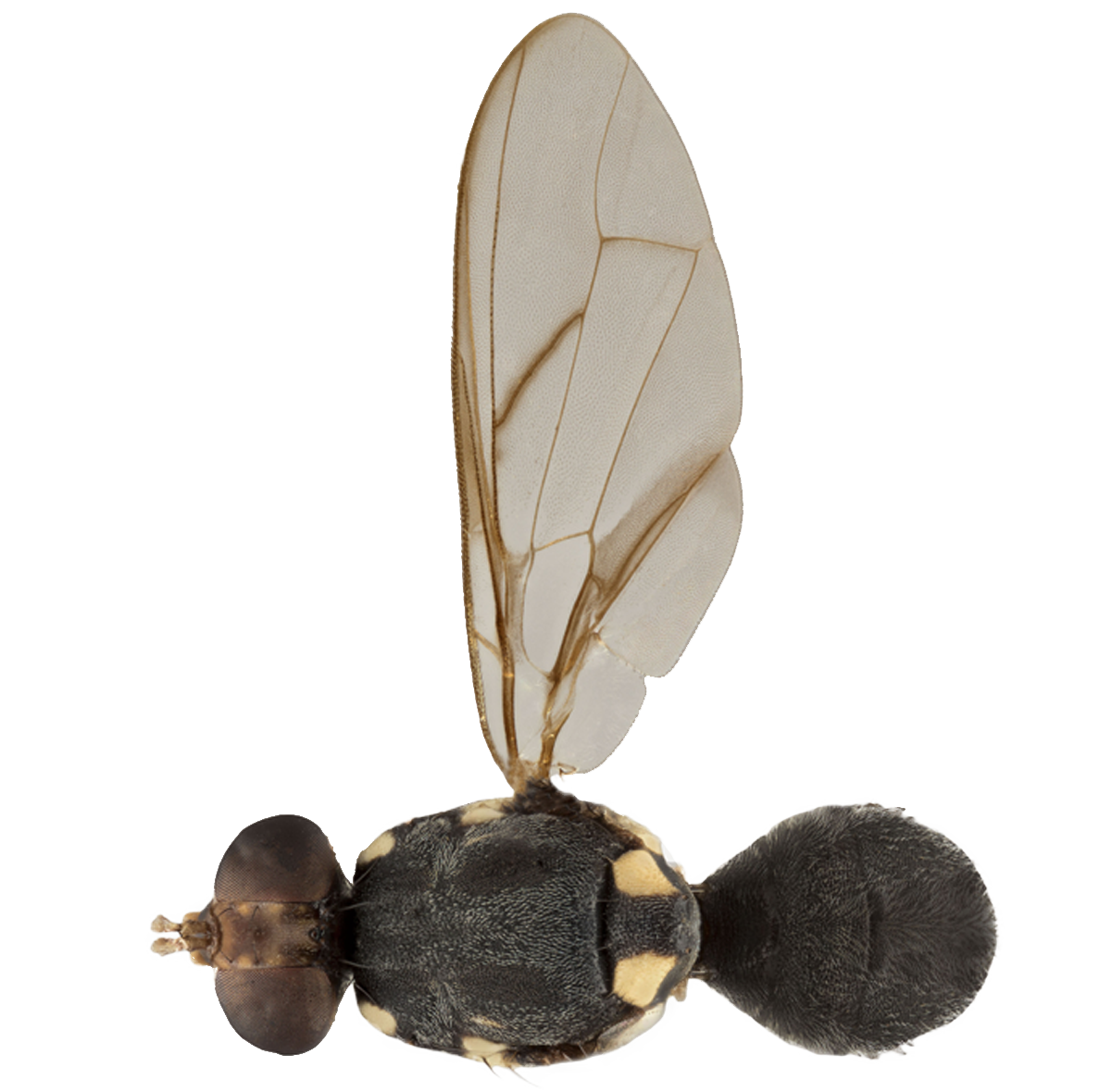 Fruit Fly
