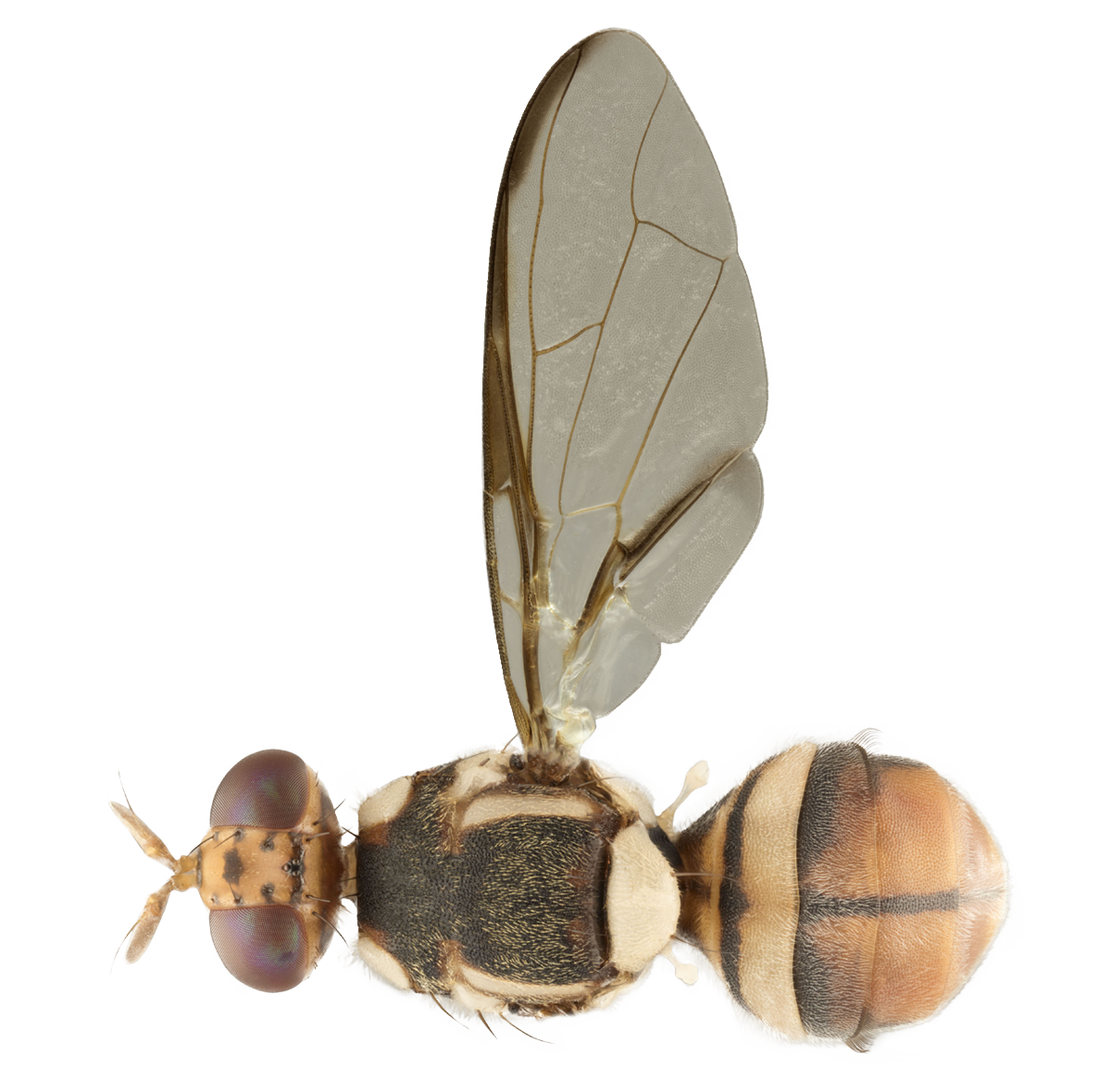 Fruit Fly