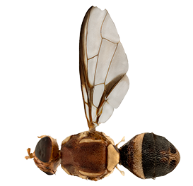 <em>Bactrocera kraussi</em>